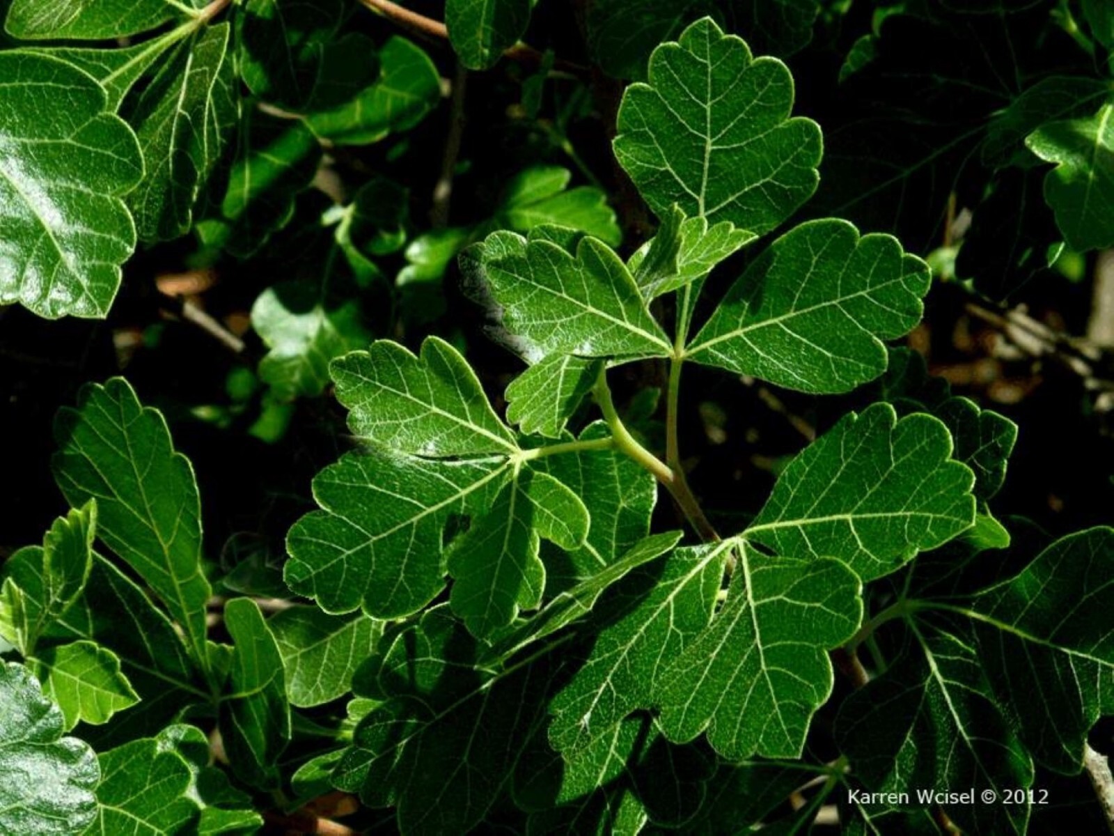 Fragrant sumac (Rhus aromatic) 1-2 year old plant, well rooted