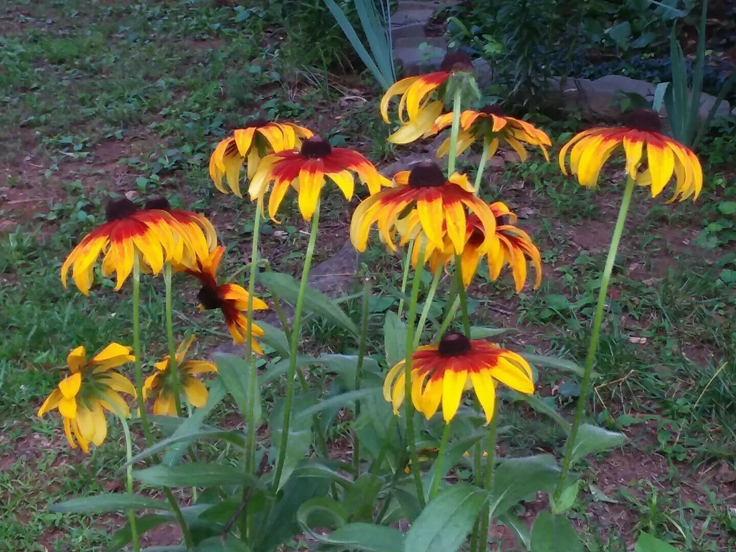 300+Native Perennial Large Daisy Seeds(Rudbeckia Hirta Gloriosa)Gold,Orange,Red.