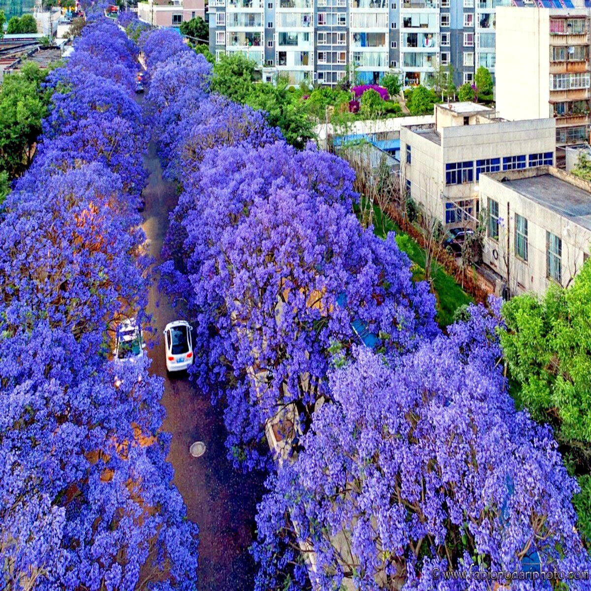 Jacaranda Fern Tree Seeds (Mimosifolia acutifolia) Tropical Blue Flowers Plant
