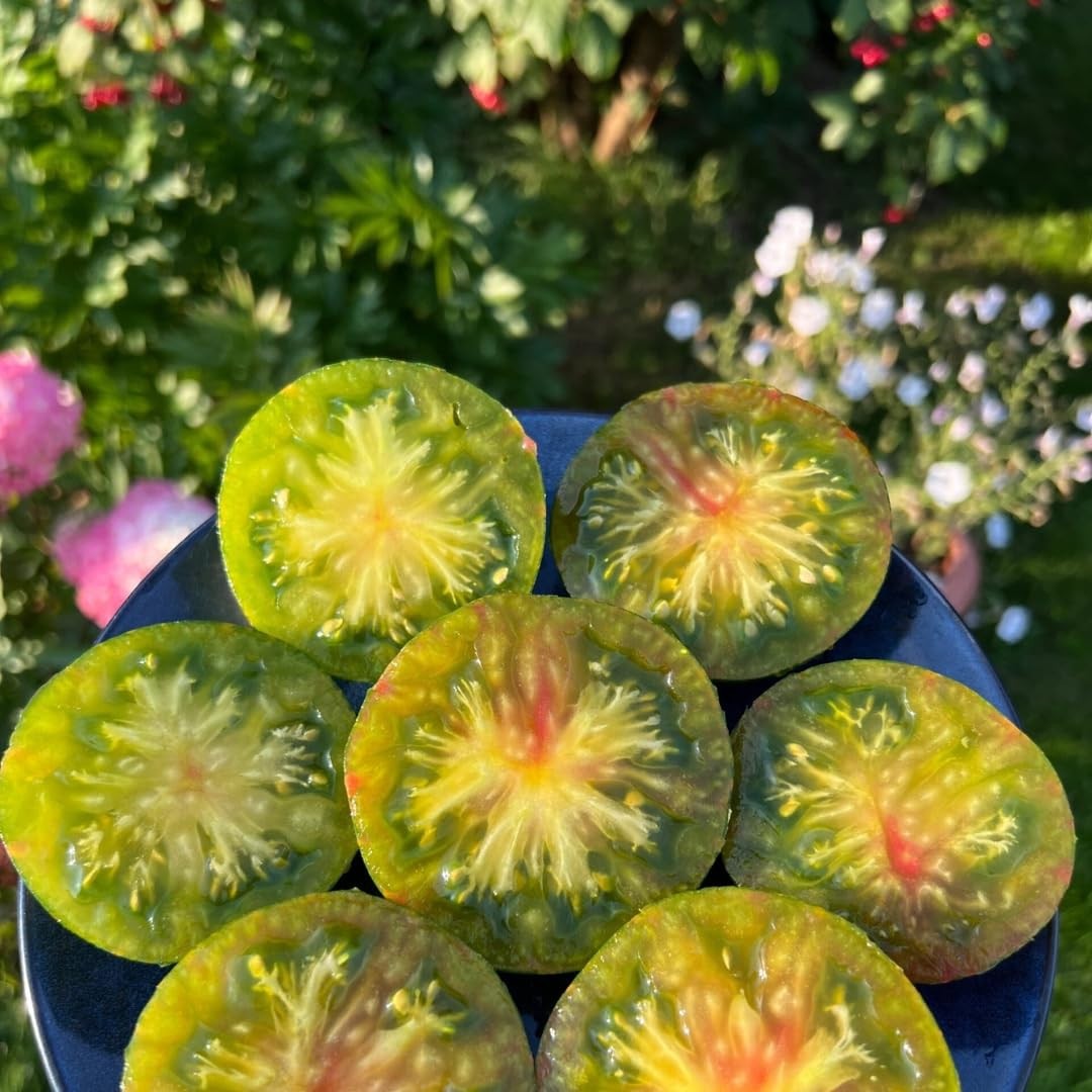 10 seeds Dwarf Peppermint Stripes Tomato ORGANIC Rare DTP