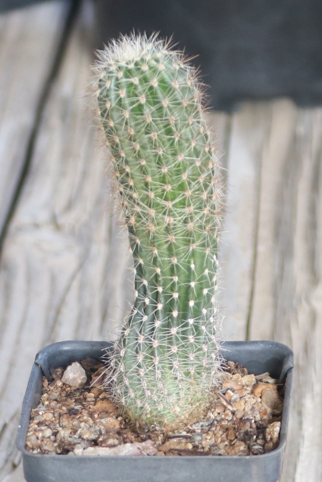Echinopsis hybrid ‘Sterntaler’