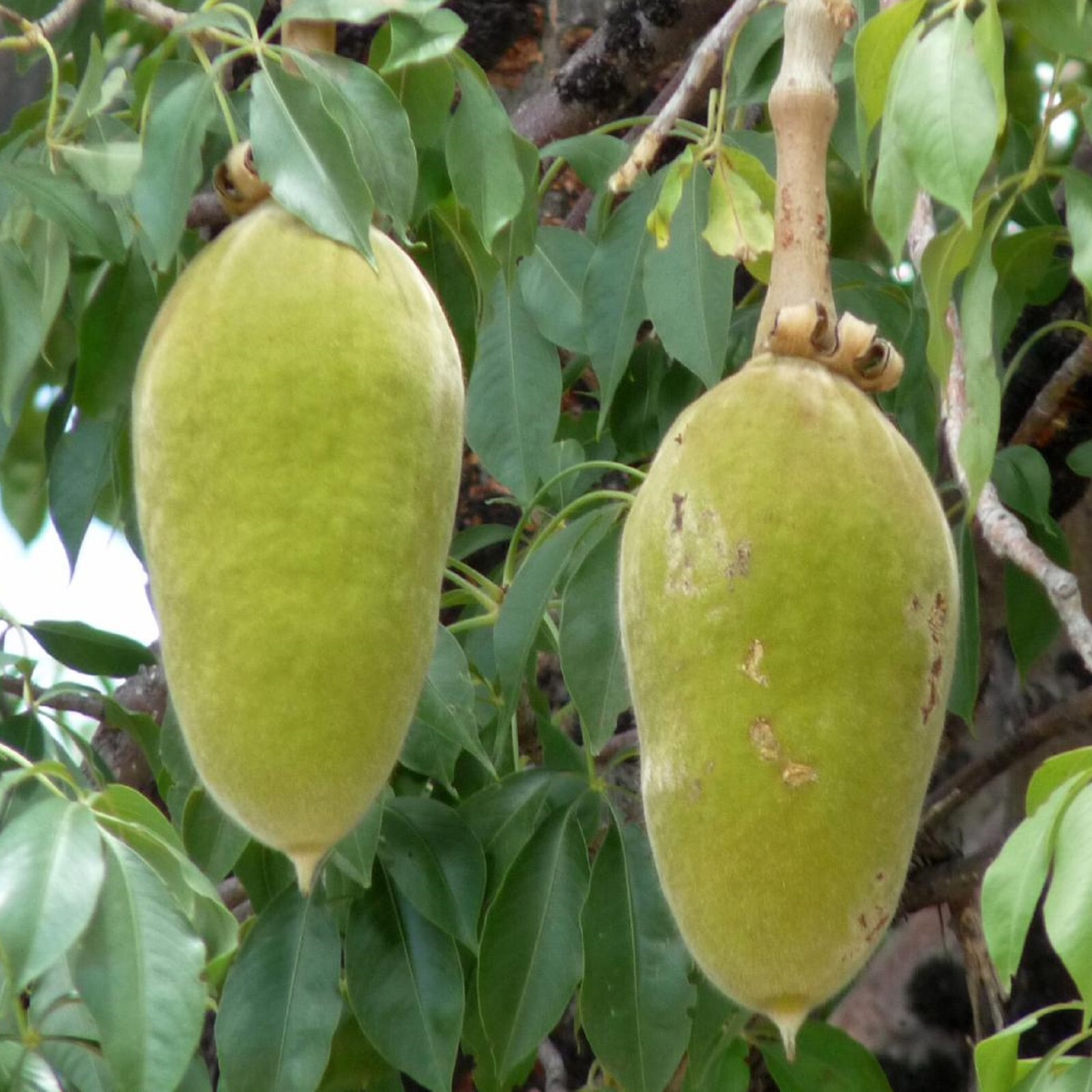 ~BAOBAB~ Tropical Exotic African Prehistoric ~Tree of Life~ Fruit Bonsai 5 Seeds