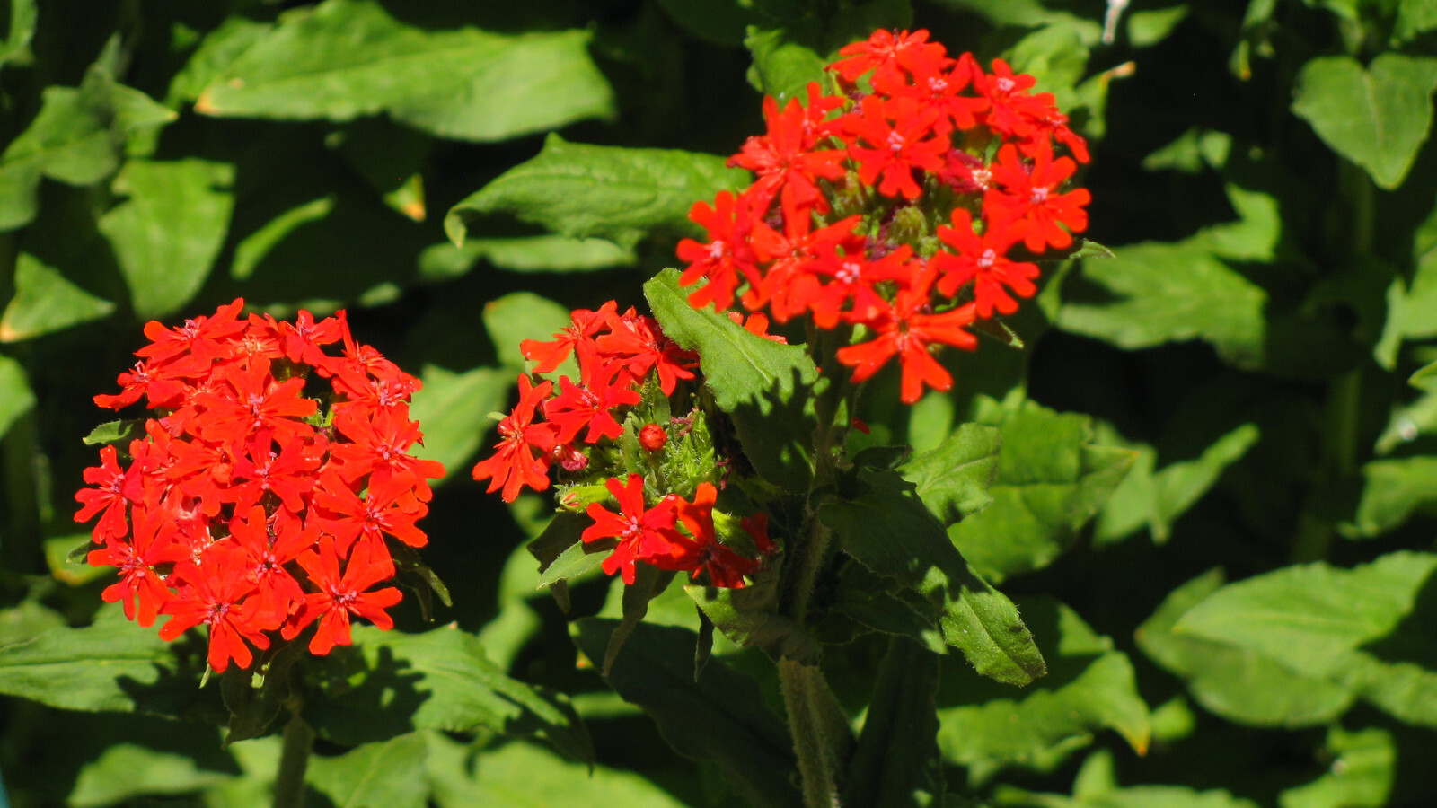 Lychnis Chalcedonica – Maltese Cross seed
