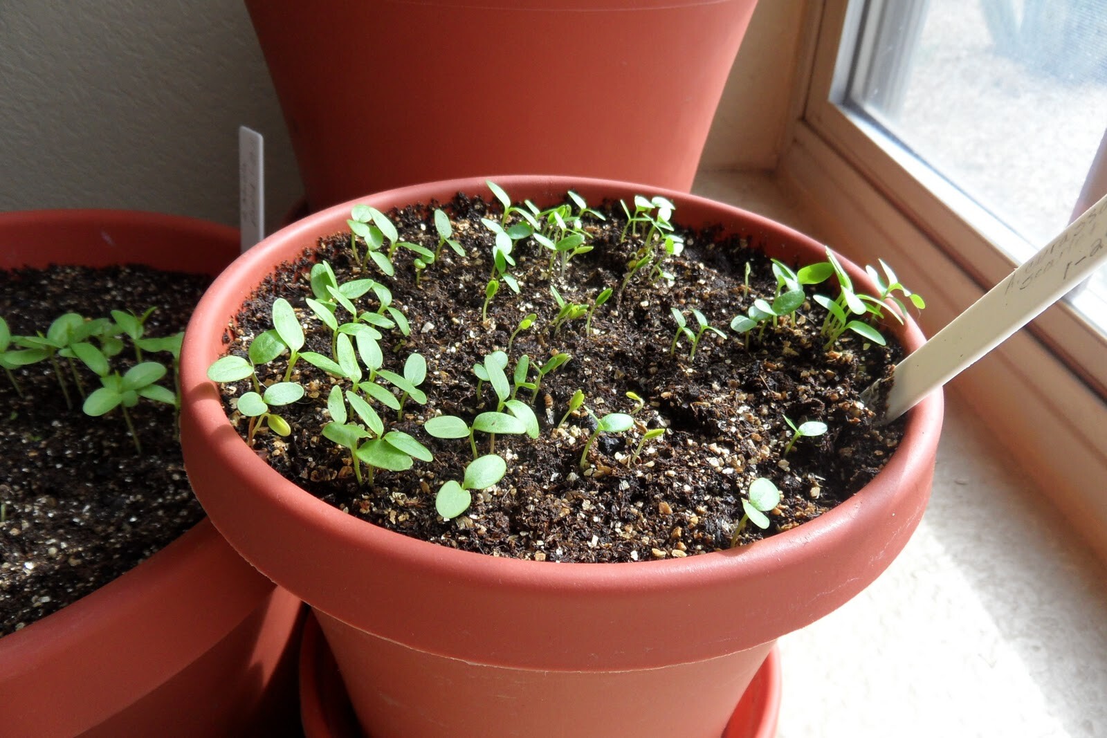 Carmine Rose-Swamp Milkweed 50+ Seeds, Asclepias Incarnata, FOOD FOR BUTTERFLIES