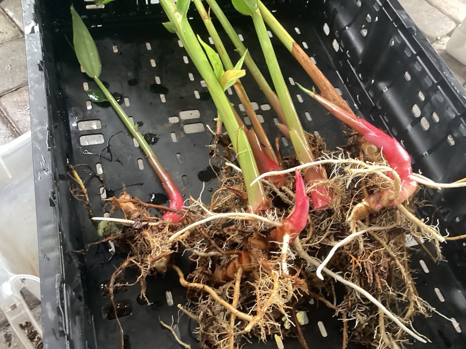 White Butterfly Ginger Rhizome Bulbs, Fresh Tubers Hawaiian Tropical