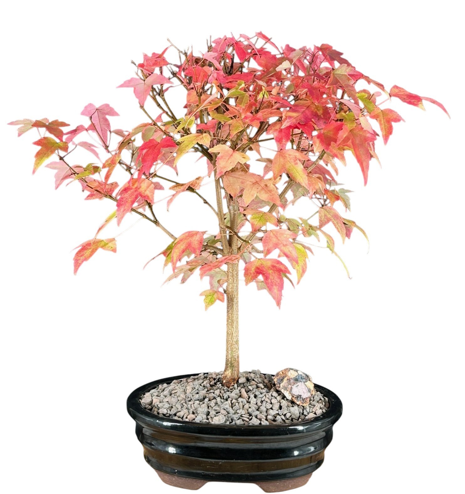 15 yo. Trident Maple Bonsai Tree Acer Buergerianum 10-12″ Tall