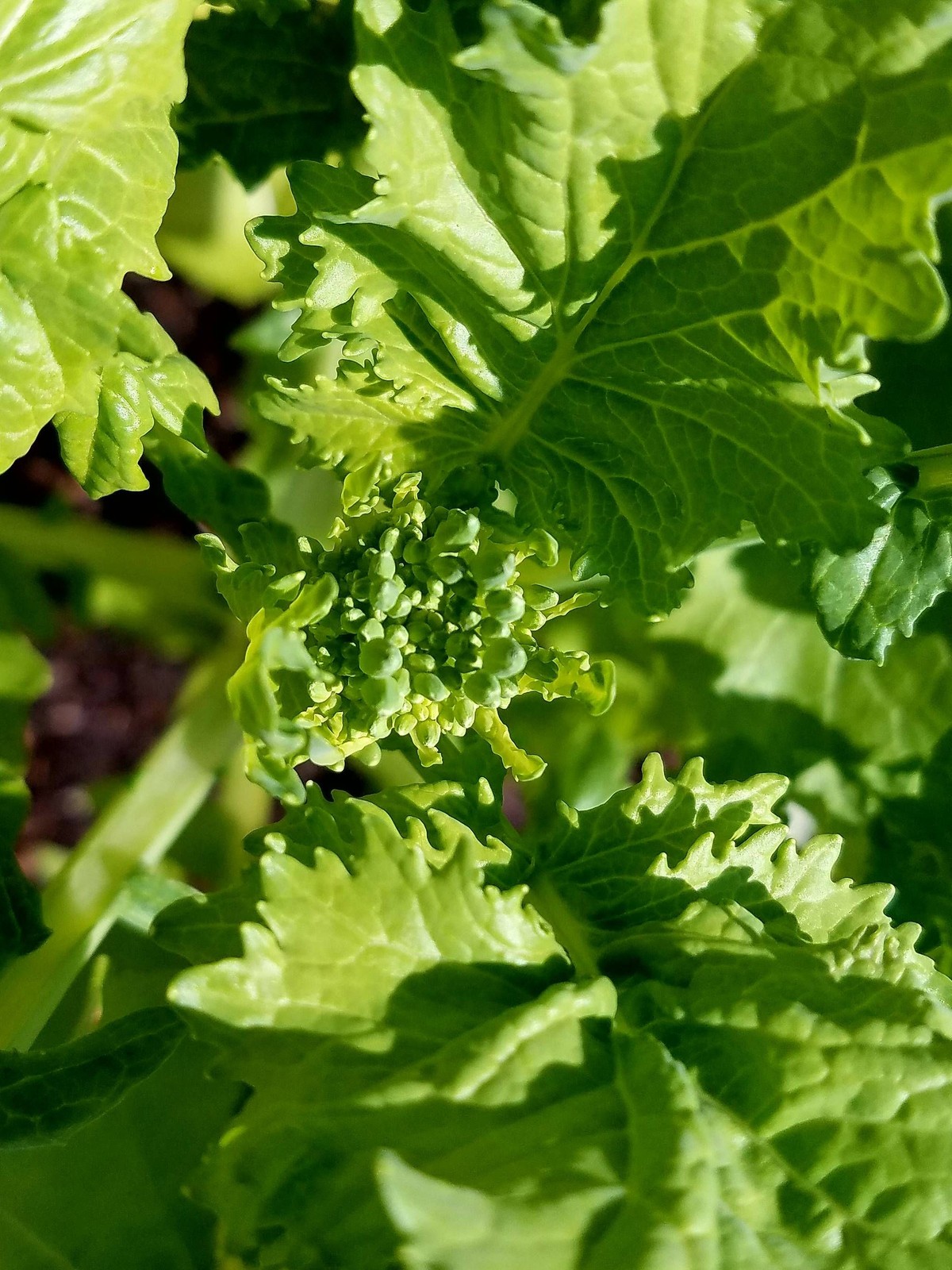 Broccoli Rabe Seeds | Brassica Broccoli Raab Spring Rapini Broccolini Seeds 2023