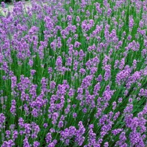 5,000 Heirloom Perennial English Vera Lavender Seeds Beautiful Fragrant NonGMO