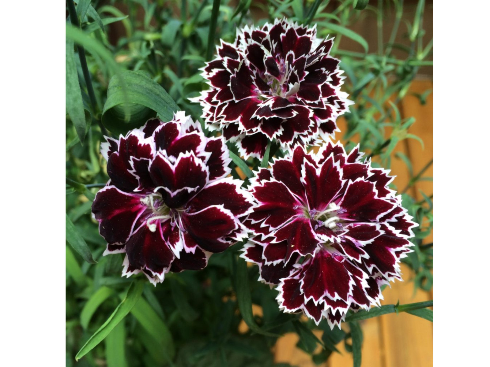 30 Seeds| China Pink ‘Black Velvet and Lace Carnations – Dianthus Flowers Seeds
