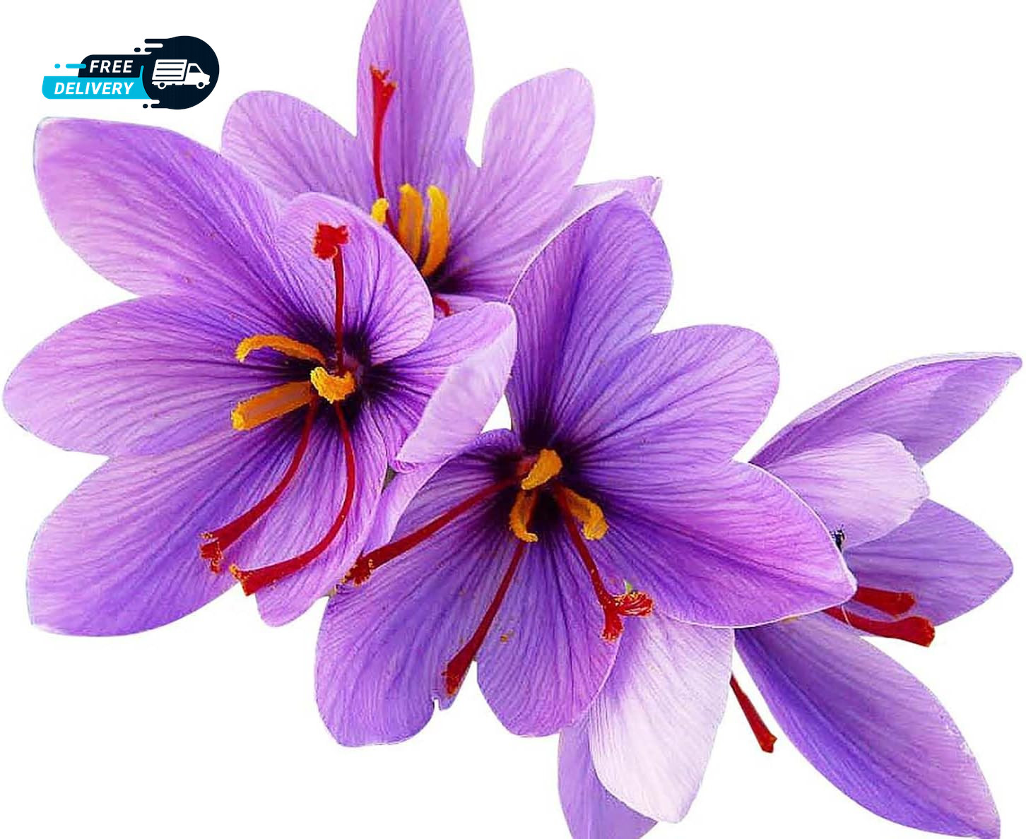 Saffron Crocus Corms for Planting – 10 Large Corms – Purple Blooms – Perennial