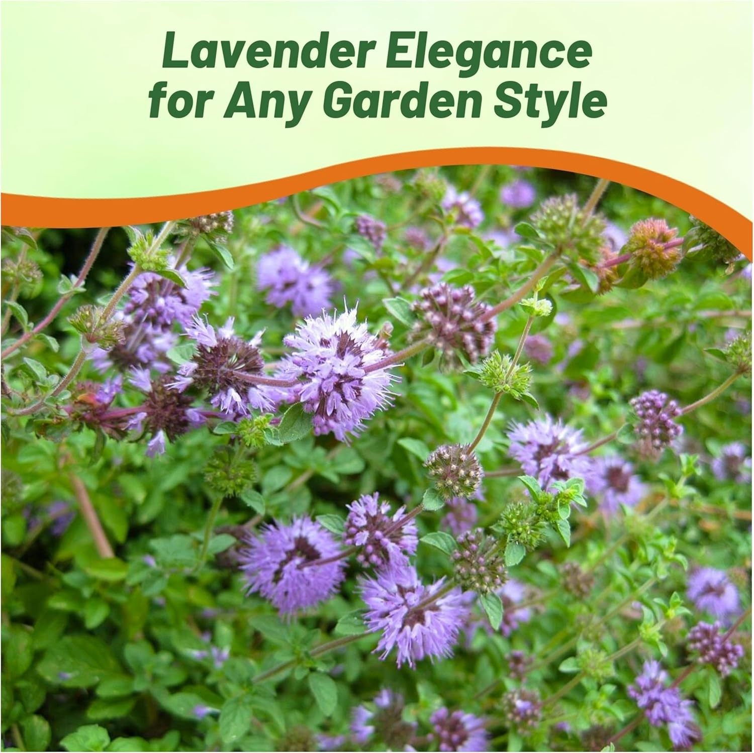 5000 Seeds Pennyroyal Flower Seeds – Mentha Pulegium Pennyroyal Seeds