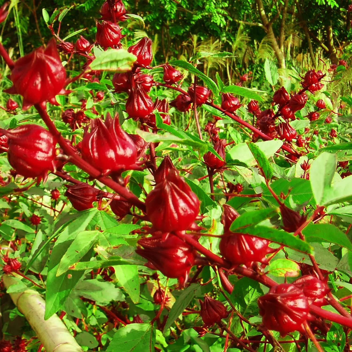 Roselle ‘Jamaica Sorrel’ Asian Sour Leaf (Hibiscus)Seeds 🌺 20 Seeds