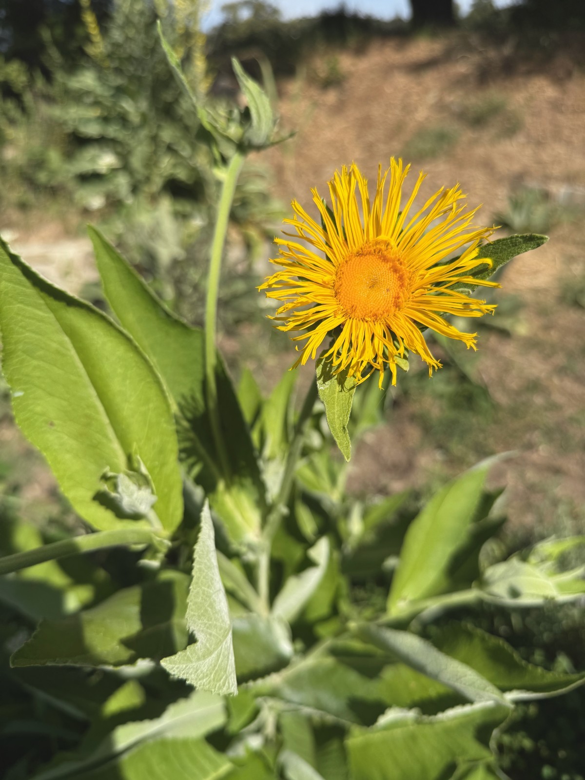 Elecampane Seeds for Planting: 50 Seed Packet Bulk Size Organic Herb Root NonGMO