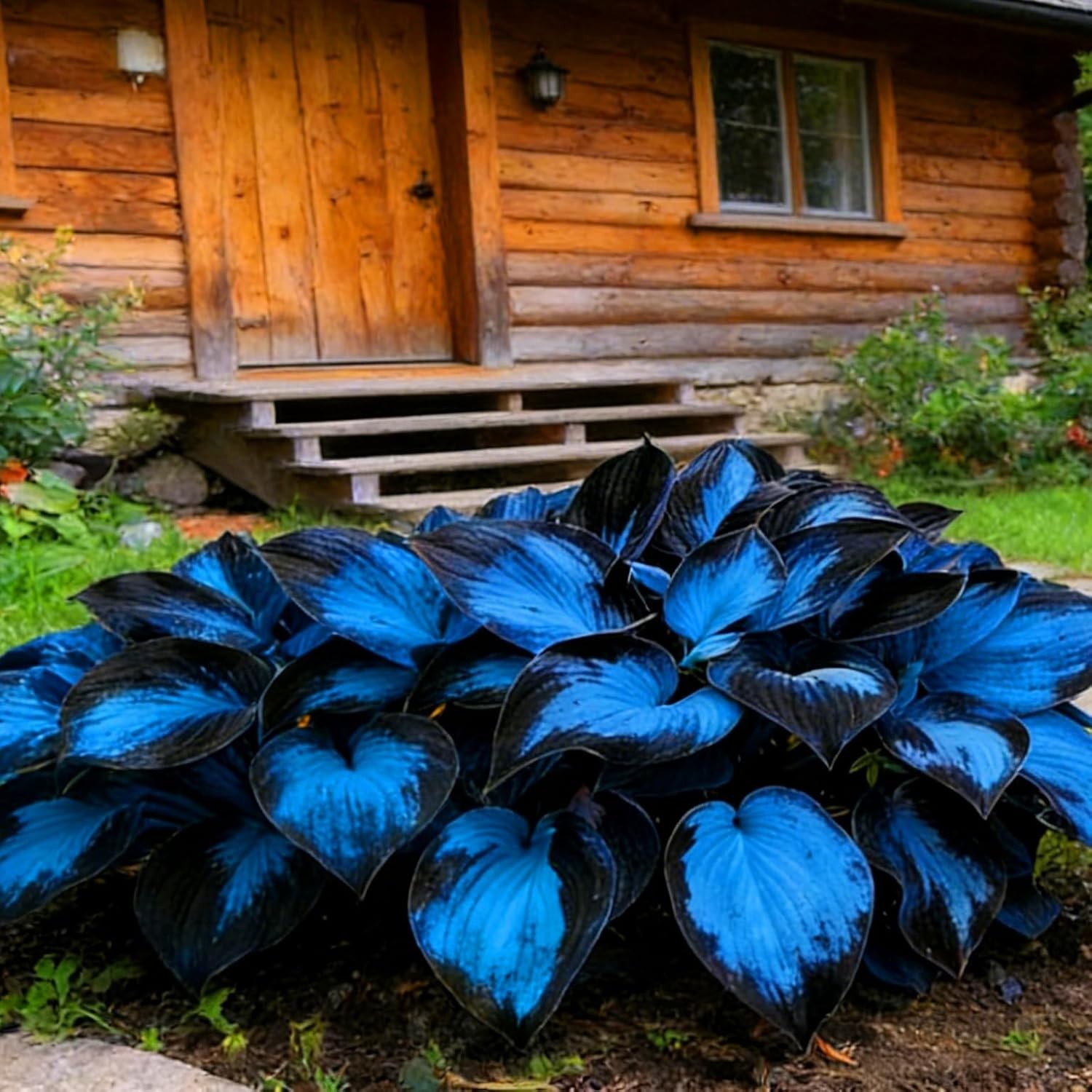 Hosta Seeds for Planting, 290+pcs Rare Perennial Hosta Flower Seeds Plants, N…