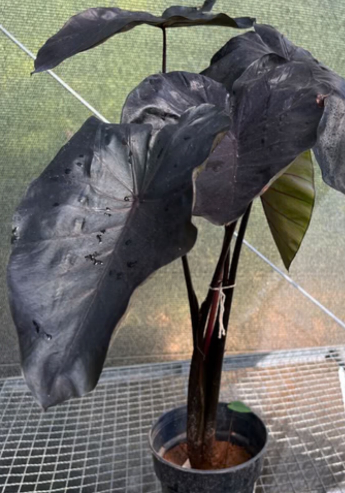AUTHENTIC Colocasia Black Swan 1 bulbs