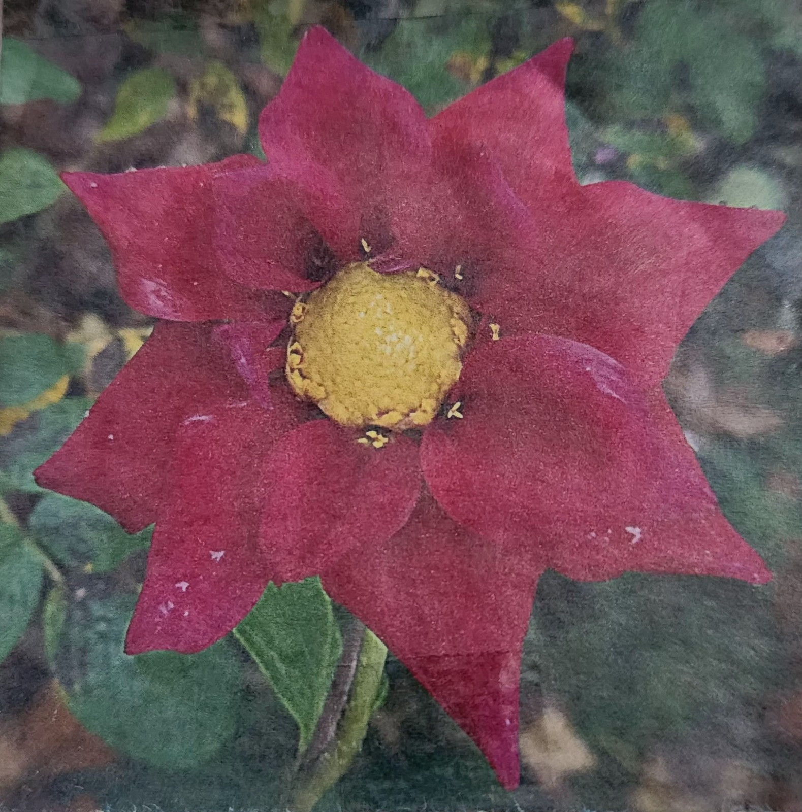 50 Purple & Orange Mixed Dahlia seeds non gmo open pollinated