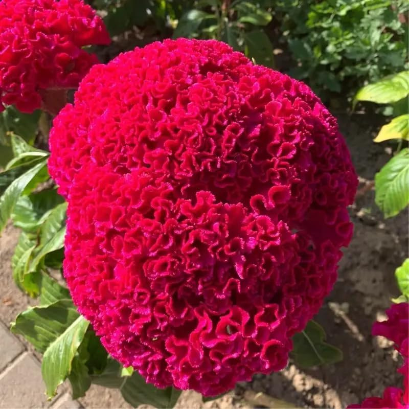 Mixed Cockscomb Seeds (Celosia Cristata) – 300 Pcs Annual, Heat & Drought Tolera