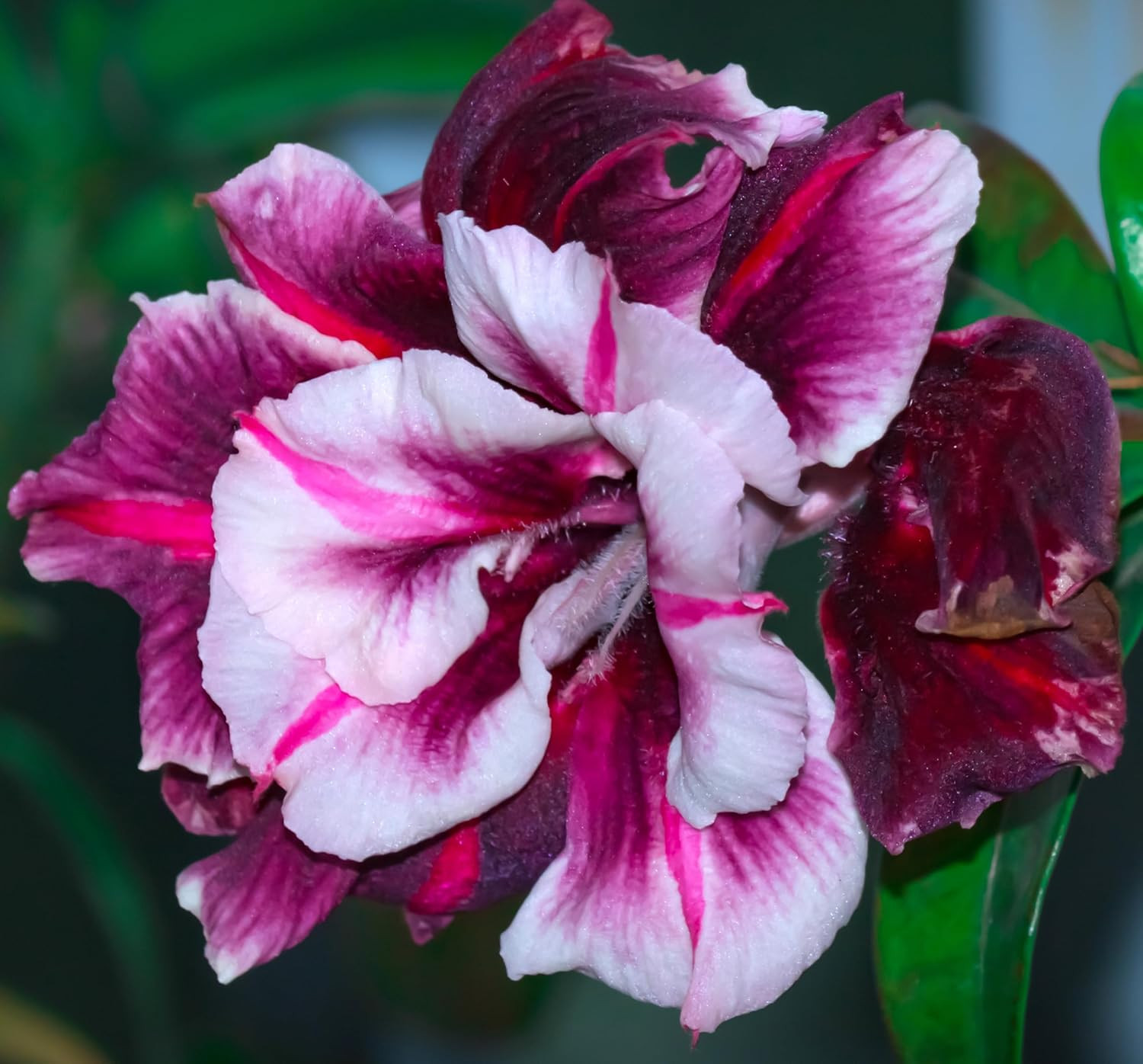 100 Desert Rose Seeds for Planting Mixed Color Ready Adenium Seeds, Natural