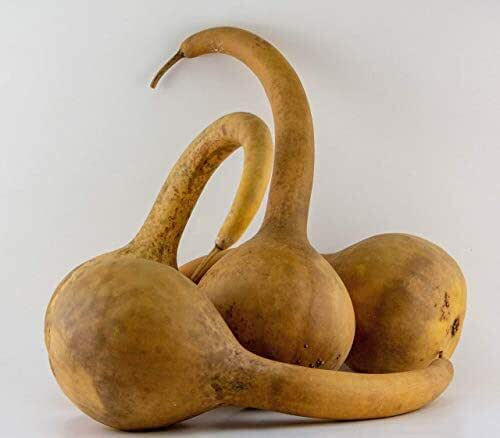 Dipper Gourd Seeds 5 Ct Long Handle Bottle Heirloom NON-GMO USA FREE SHIPPING