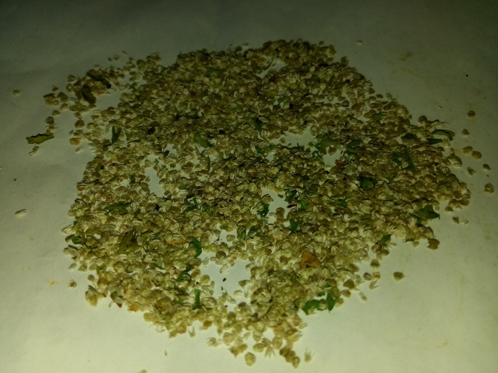 200+Sessile Joyweed/Ponnanganni/Mukunuwenna/Dwarf Copperleaf/Alternanthera Seeds