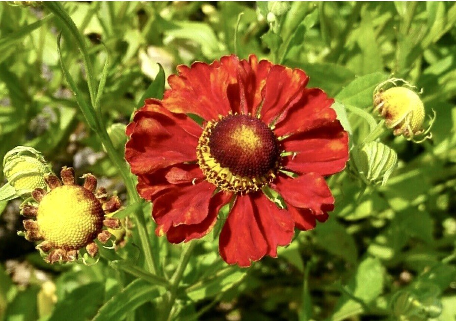 Helenium Autumnale, Large-Flowered Sneezeweed – 100 seeds 2024 – USA