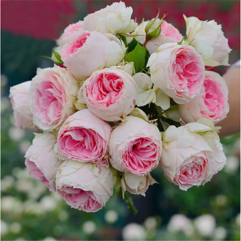 20 ROSE FLOWER SEEDS rare exotic plant garden for bud stratification/germination