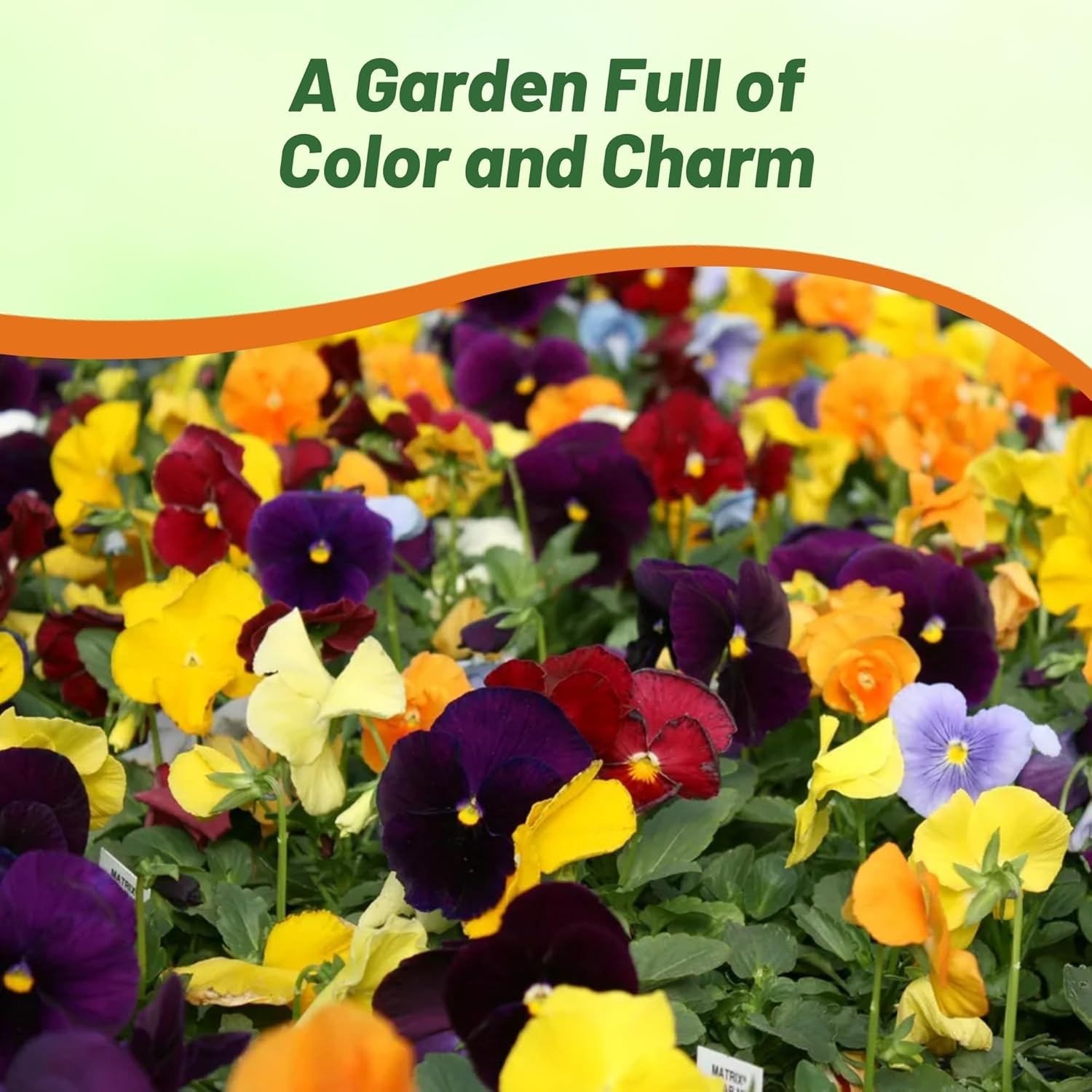 2000 Seeds Growing Pansies From Seed – Clear Crystals Flower Seeds
