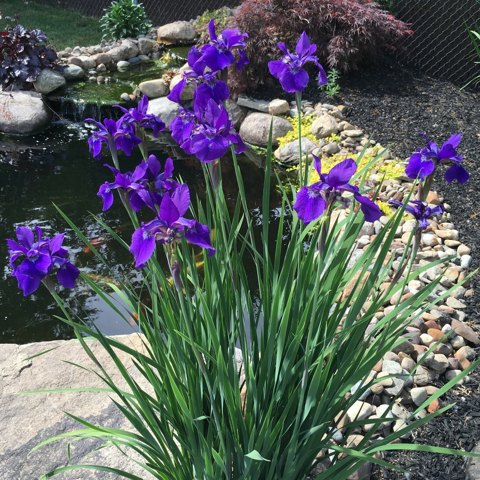 GORGEOUS AND HARDY SIBERIAN IRIS “CAESAR’S BROTHER IRIS SEEDS, 200+ SEEDS