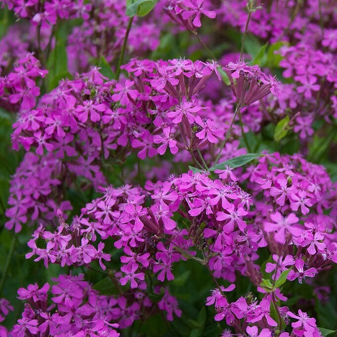 20 nodding catchfly flower butterfly magnet seeds for spring summer peppermint