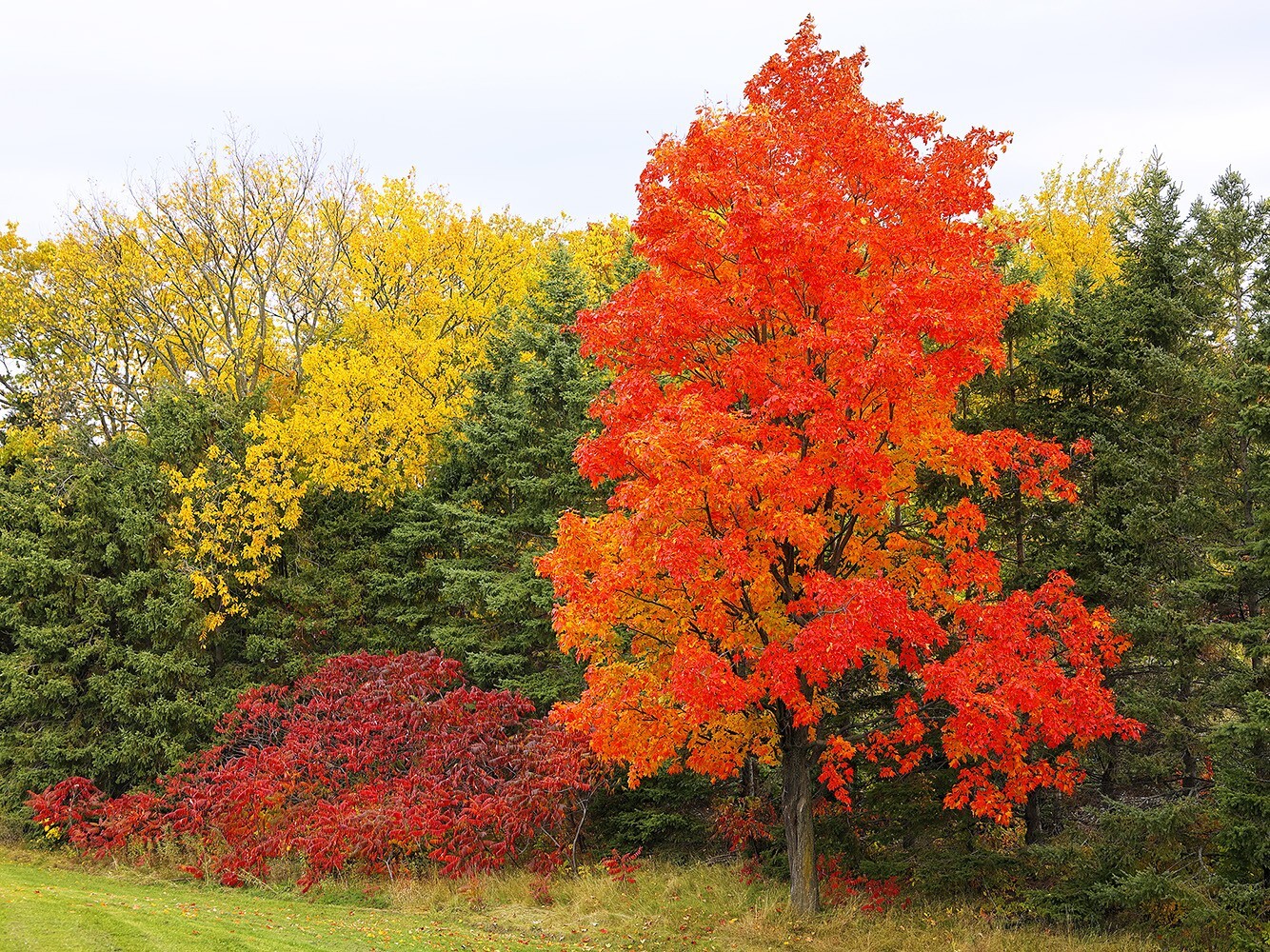 Southern Sugar Maple Tree | Premium Seeds | Acer saccharum ‘Summer’ | Plants’®
