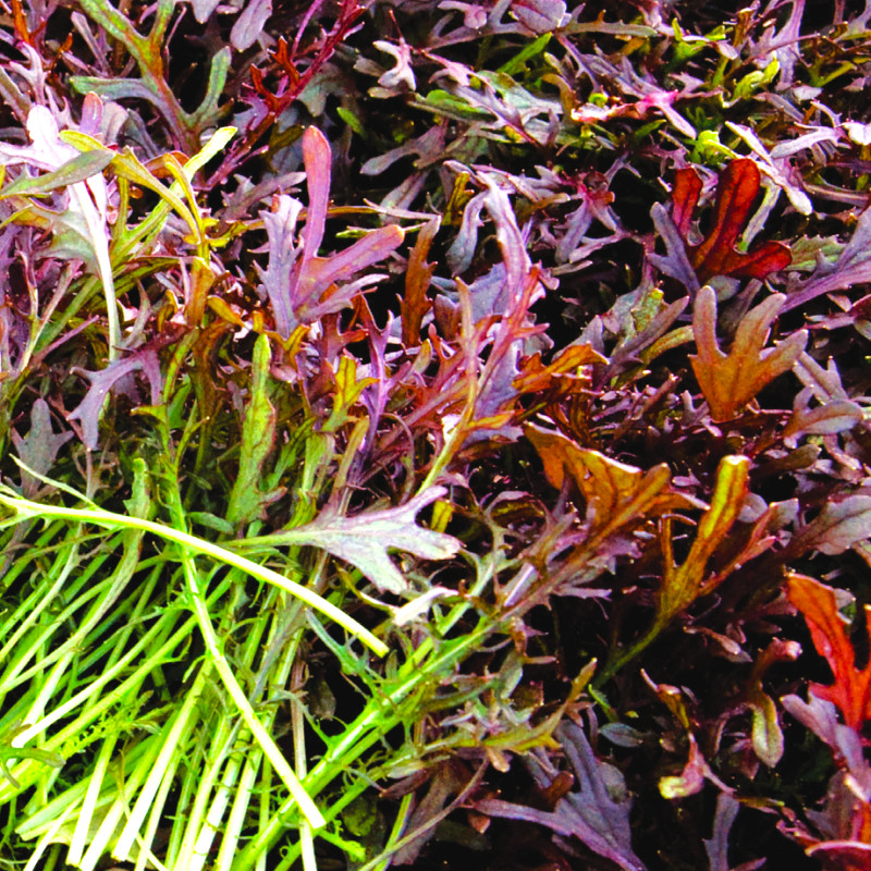 Red Mizuna Mustard Greens Seeds – For 2025 Planting Japanese Water Peppergrass