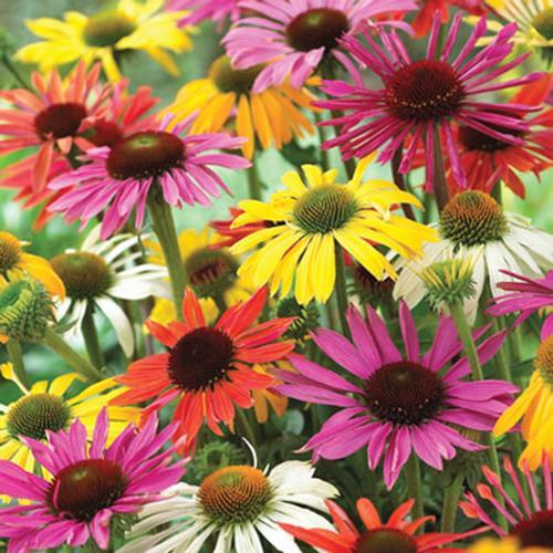Mixed Coneflower Seeds for Planting – Easy to Grow Echinacea Flowers