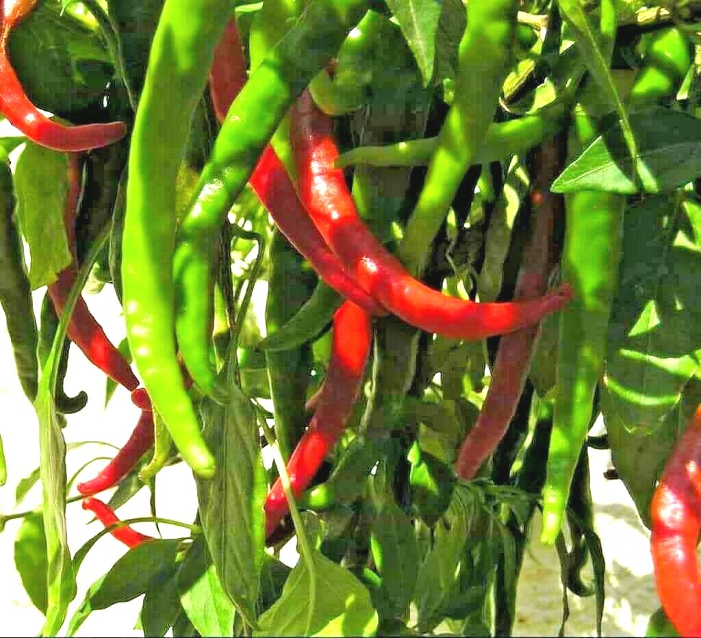 101+CAYENNE Hot Red PEPPER Seeds Organic Summer Vegetable Garden Container Easy