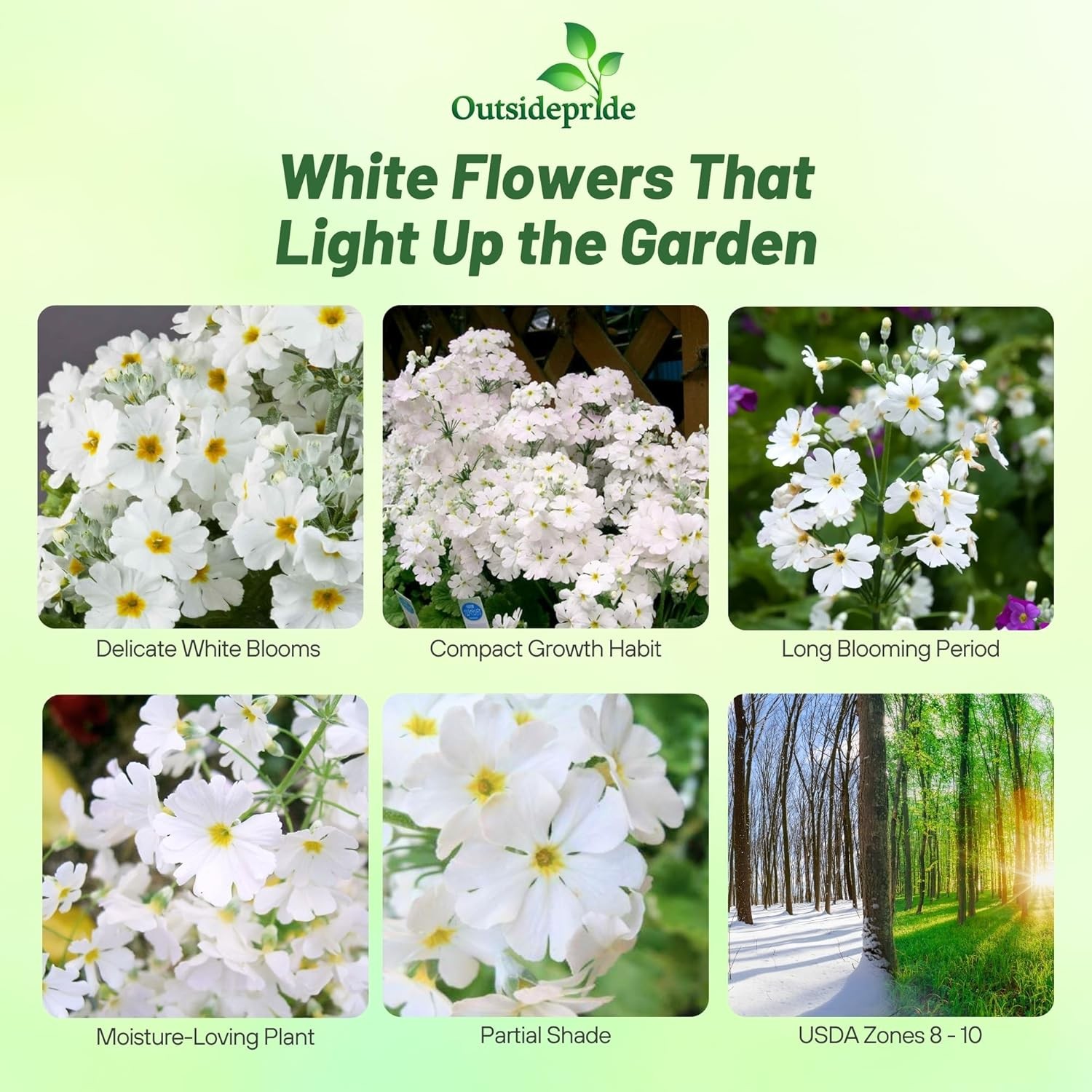 1000 Seeds Fairy Primrose Seeds – Primula Malacoides White Flower Seeds