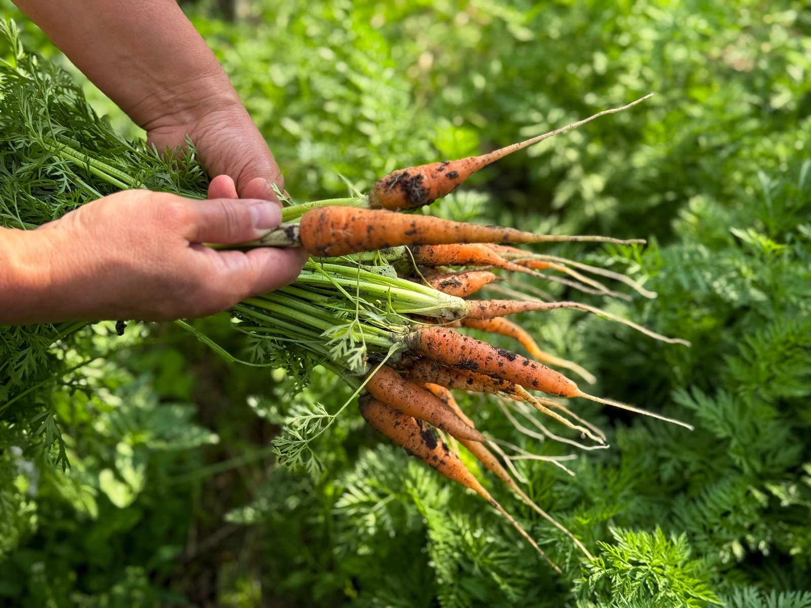 1500 LITTLE FINGERS CARROT Daucus Carota Vegetable Seeds