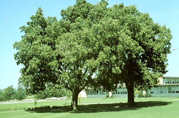 Hackberry, Celtis occidentalis, Tree Seeds