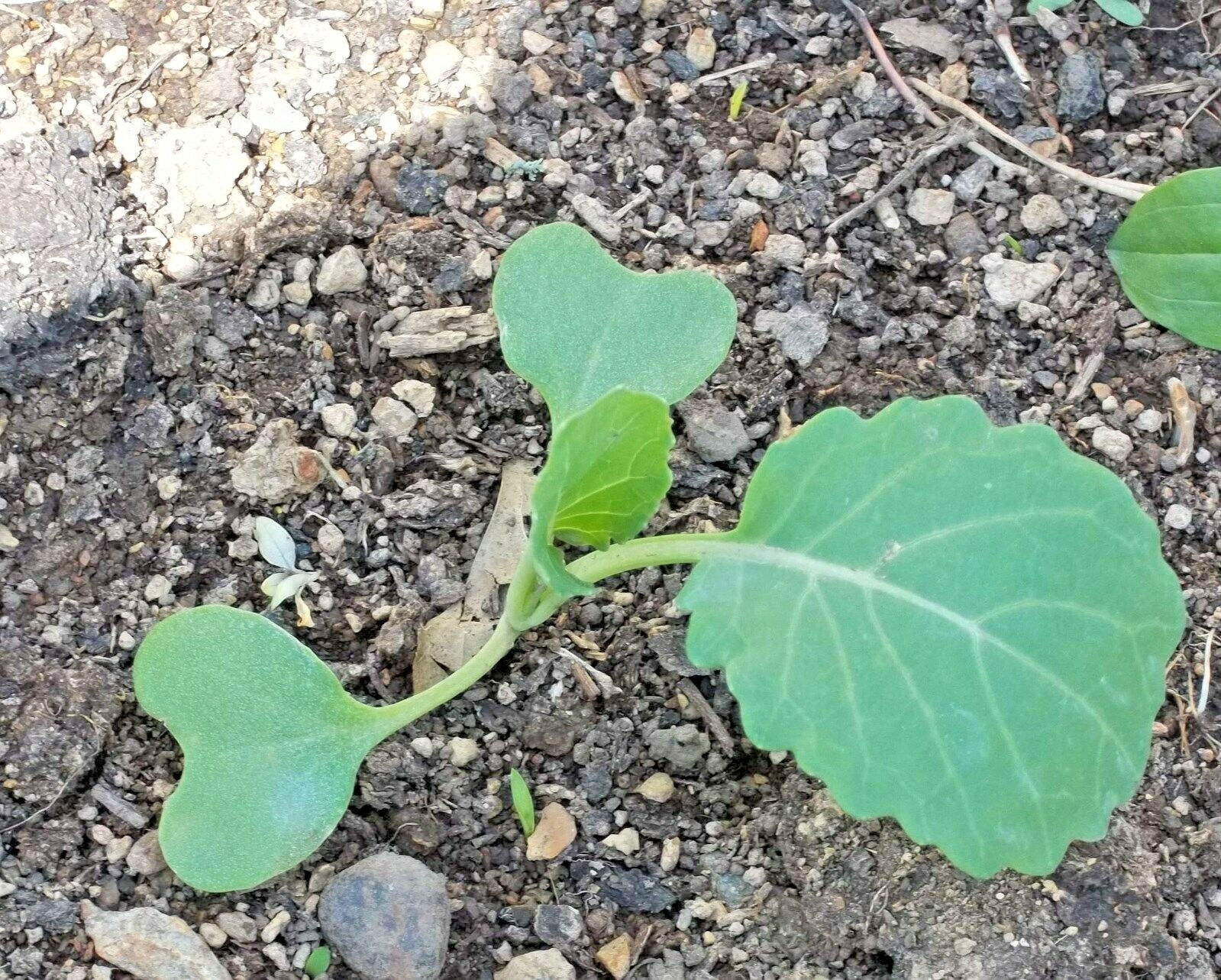 600+VATES COLLARD GREENS Seeds Heat Frost Tolerant Slow Bolt Garden Container