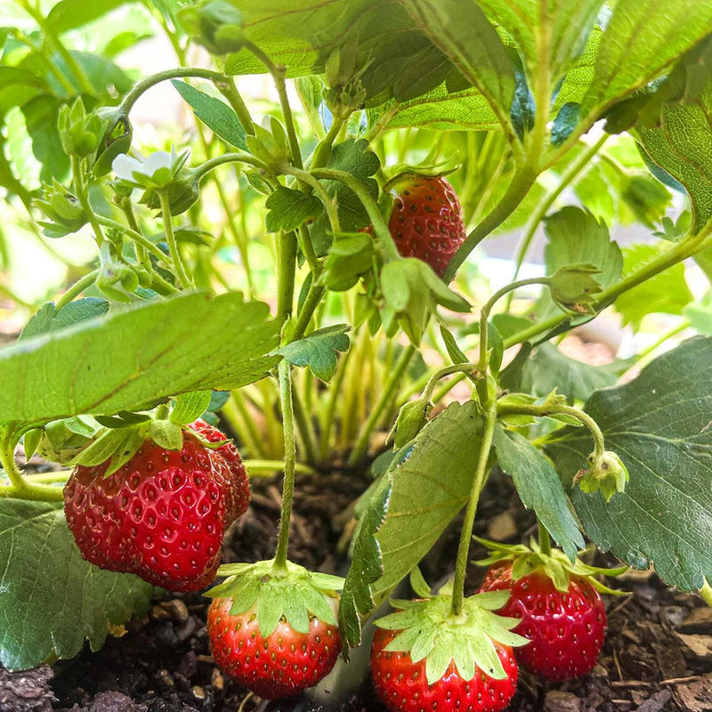 5 Eversweet Strawberry Bare Roots – Everbearing Fragaria × ananassa