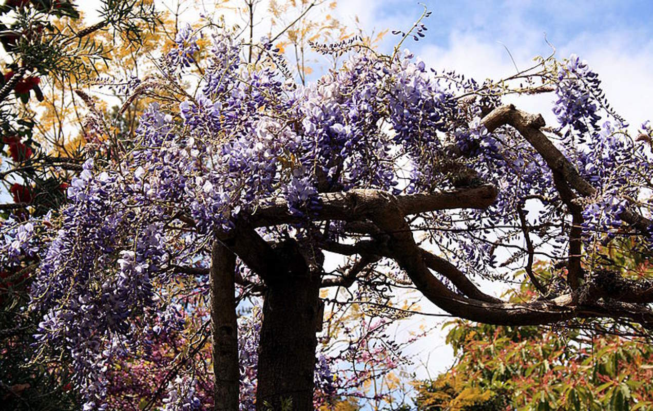 1-1000 PCS Chinese Wisteria Sinensis Tree Seeds Purple Shrub Vine Flower 0140