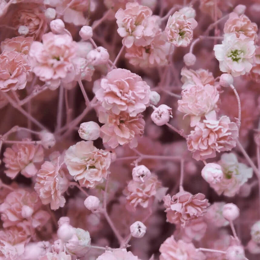 Pink Baby’s Breath Seeds | Non-GMO | Free Shipping | Seed Store | 1269