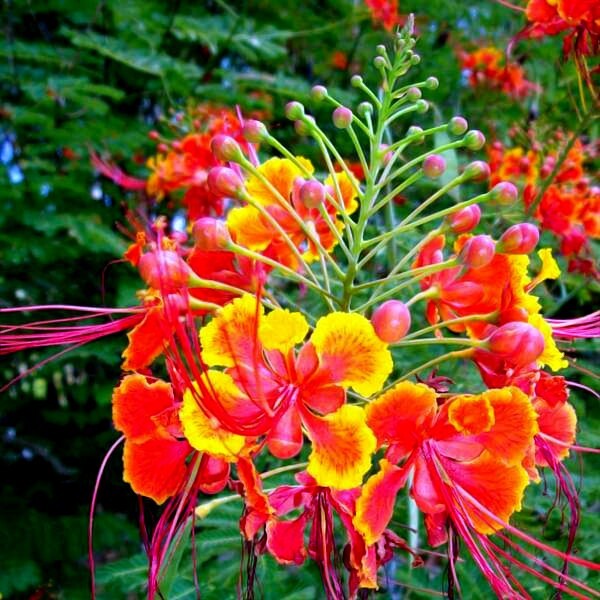 MEXICAN RED BIRD of PARADISE SEEDS (C. Pulcherrima) DWARF POINCIANA Flower Shrub