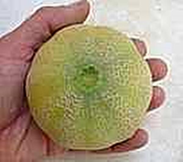 Cantaloupe Minnesota Midget Vegetable Seeds