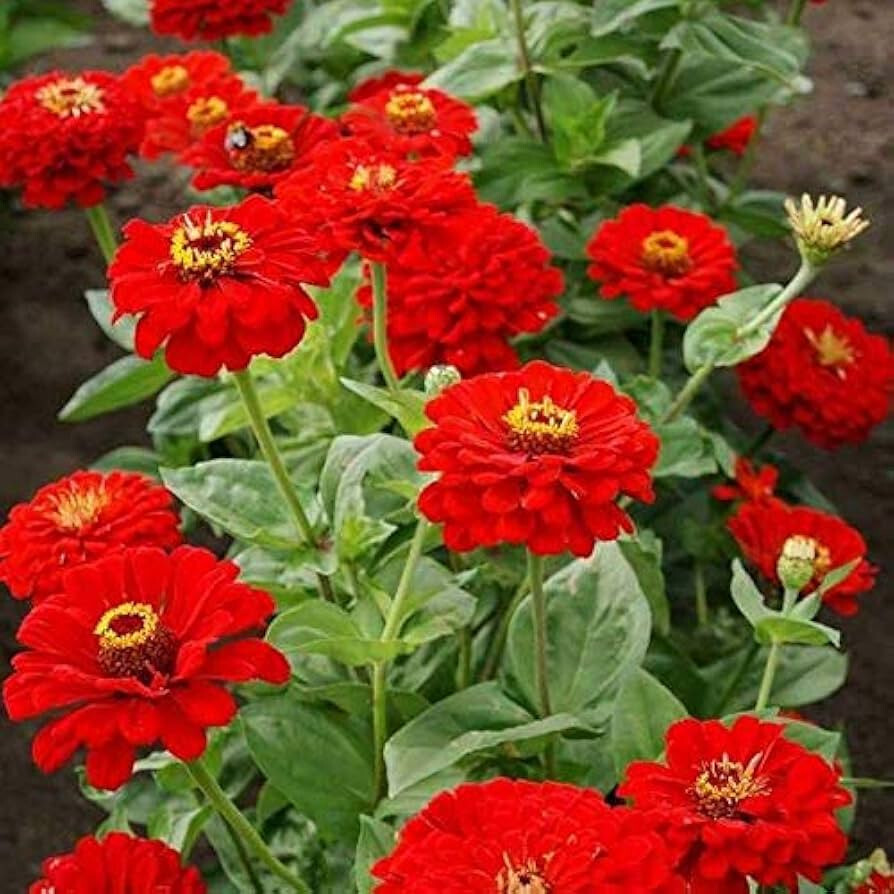 250+ CHERRY QUEEN ZINNIA SEEDS NON – GMO FRESH FOR YOUR FLOWER GARDENS