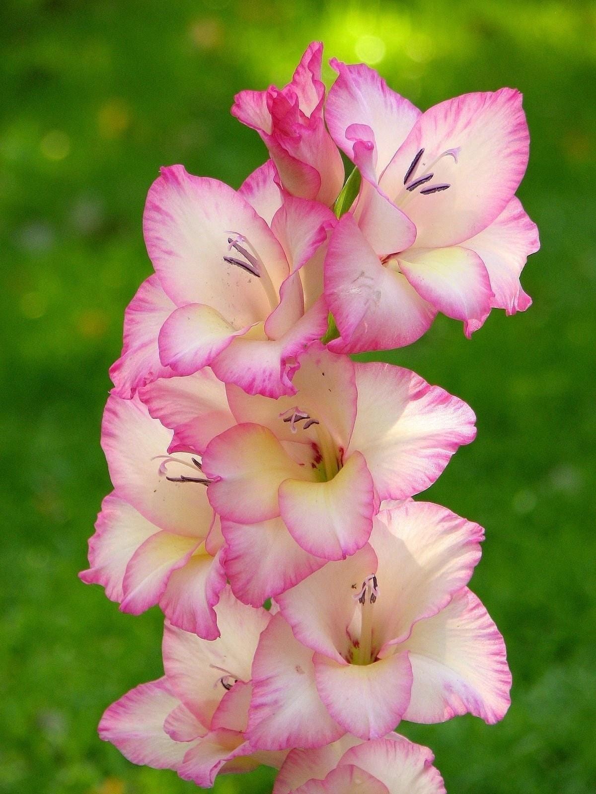 PRISCILLA Large Flowering Gladiolus- Top Size cm B14/16ulbs – US Seller