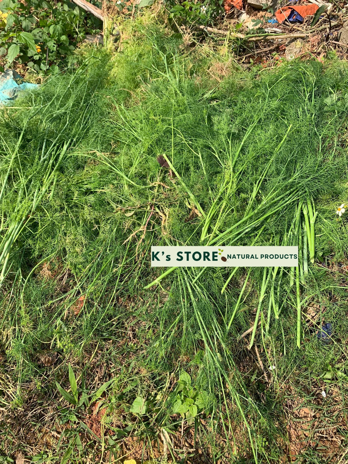 VIETNAMESE DILL SEEDS, HẠT THÌ LÀ