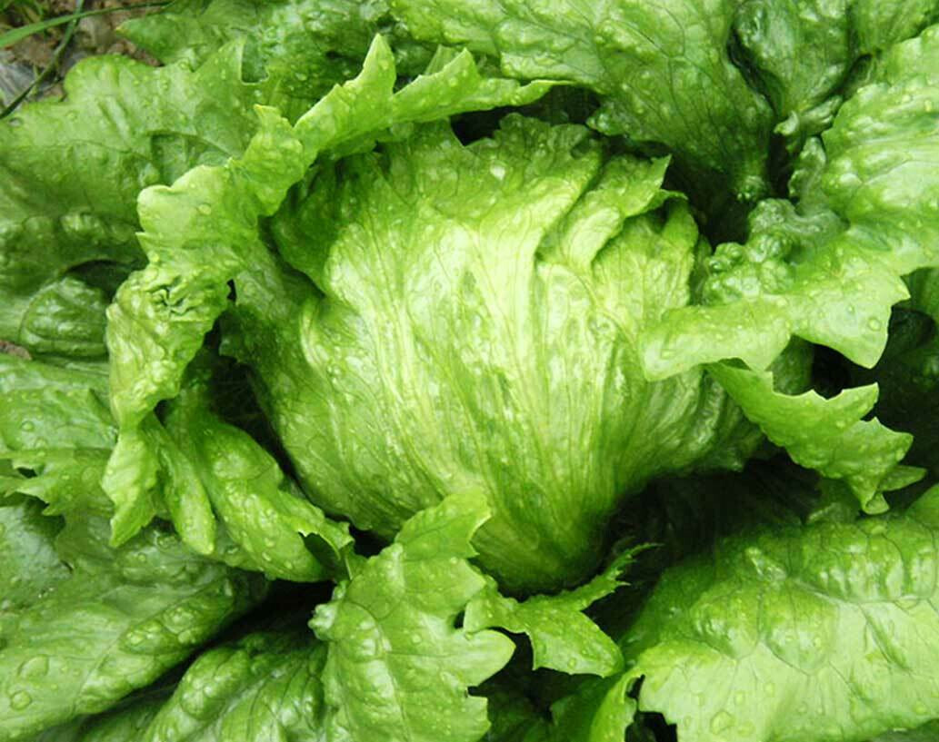 SCARBOROUGH SEEDS Iceberg Lettuce 1000 Seeds NON-GMO