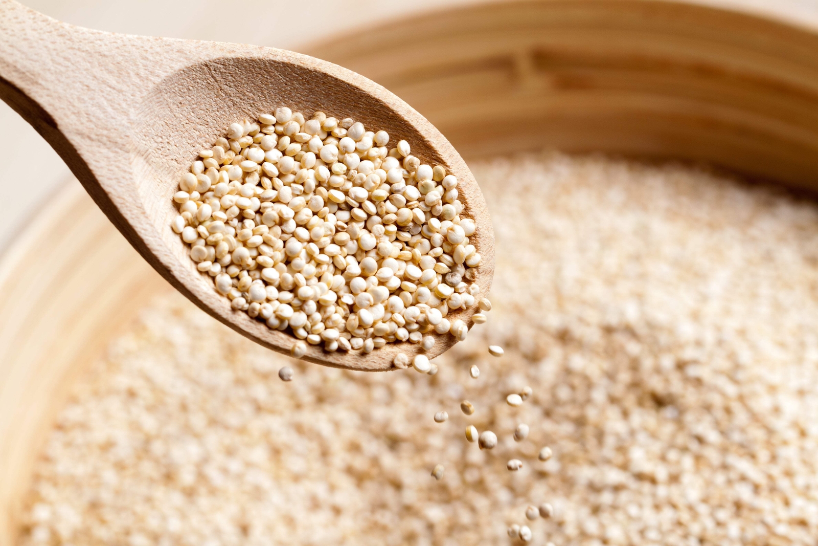50 Organic MINT VANILLA QUINOA Green & White Chenopodium Vegetable Grain Seeds
