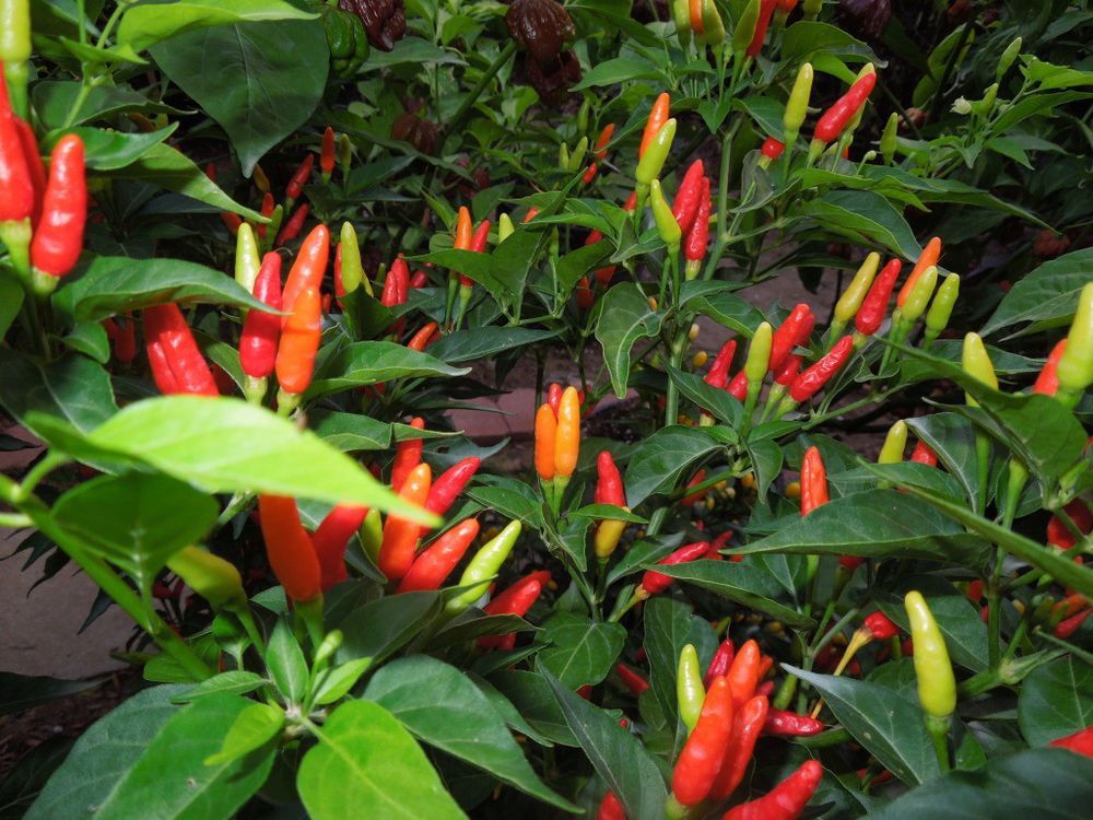 Tabasco Pepper Seeds, HOT CHILI PEPPER, NON-GMO, Variety Sizes, FREE SHIPPING