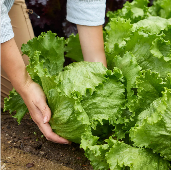 SEEDS – ICEBERG LETTUCE Vibrant Green Leaves Perfect for Tasty Salad or Sandwich