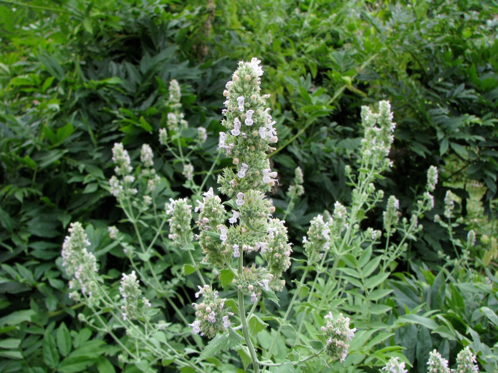 501+CATNIP Seeds Cat Sedative Herbal Drought Poor Soils Organic Container/Garden